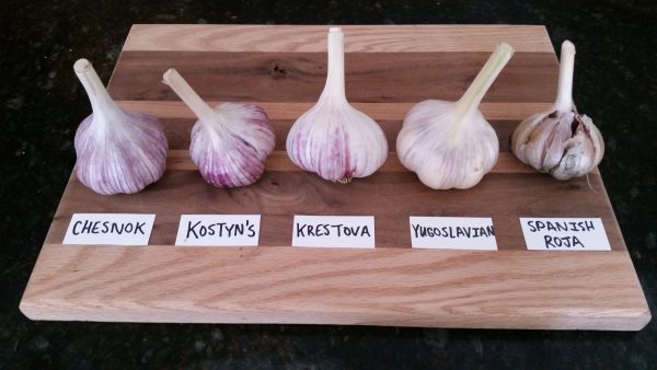 'Yugoslavian' Porcelain Seed Garlic - Image 3