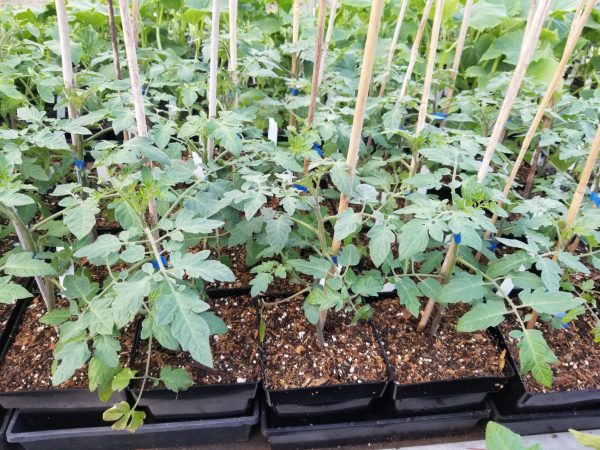 'Big Beef' Tomato Transplant - Image 3