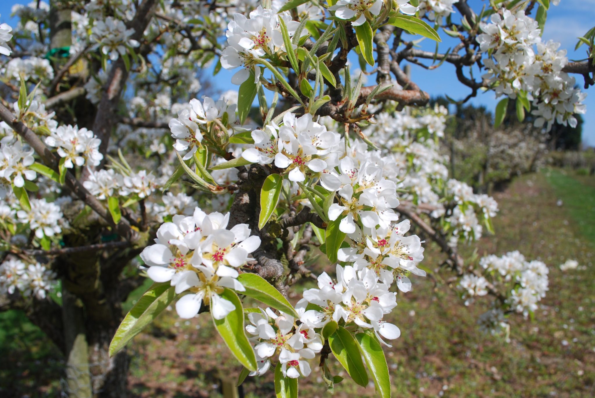 https://www.lindenlanefarms.ca/wp-content/uploads/2019/02/pear-blossoms.jpg