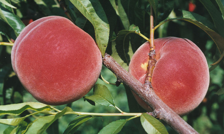 Allstar' Peach - Linden Lane Farms