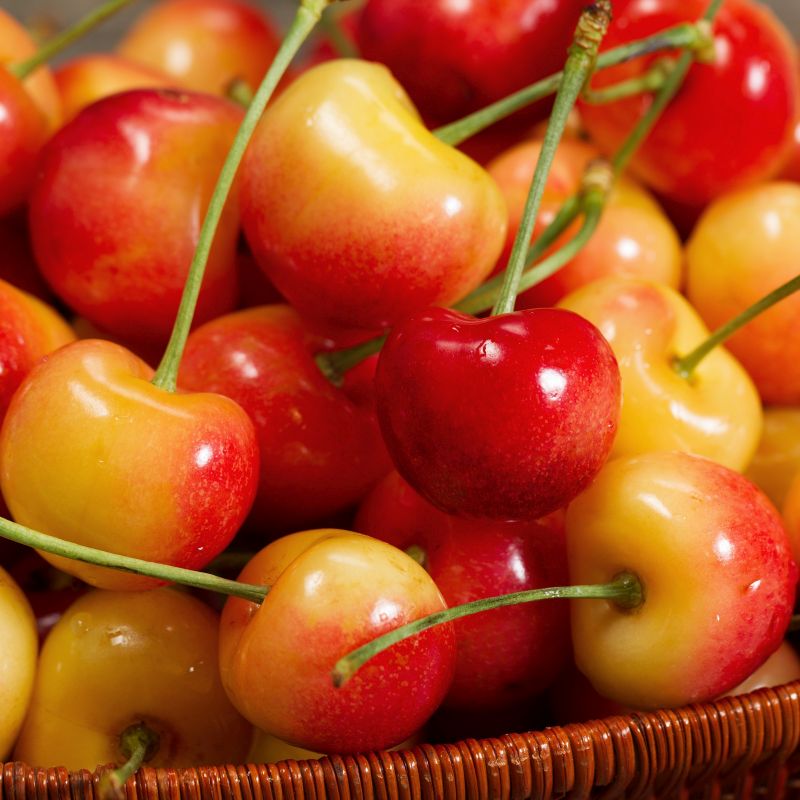 Rainier cherries discount