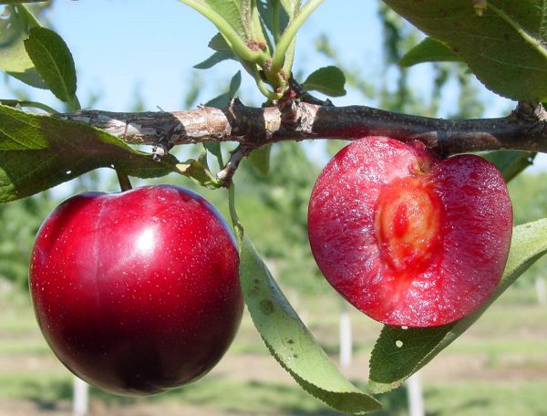 'Redheart' Japanese Plum