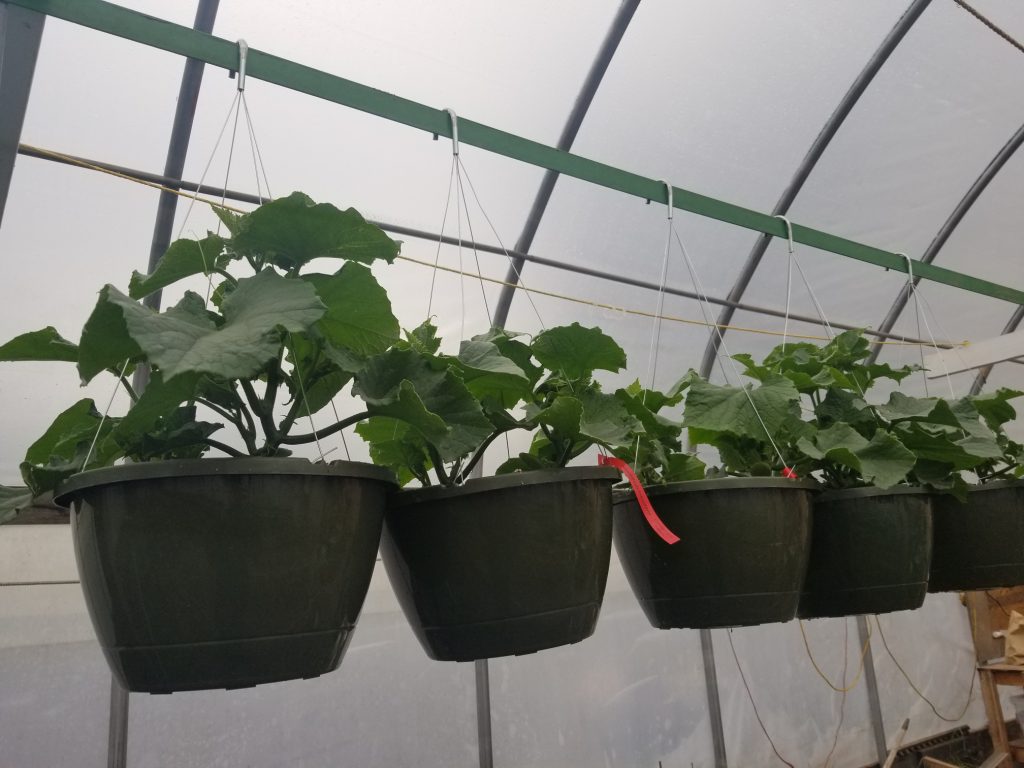 'Salad Bush' Cucumber Hanging Basket Linden Lane Farms