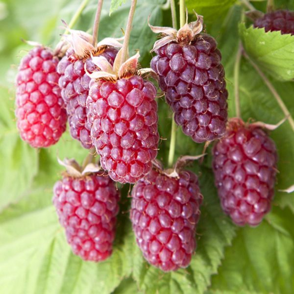 Loganberry