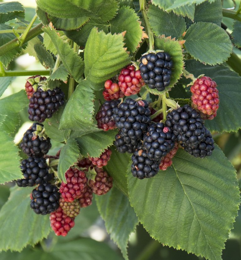 'Triple Crown' Blackberry Linden Lane Farms