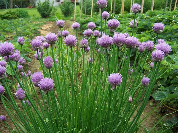 Chives Transplants