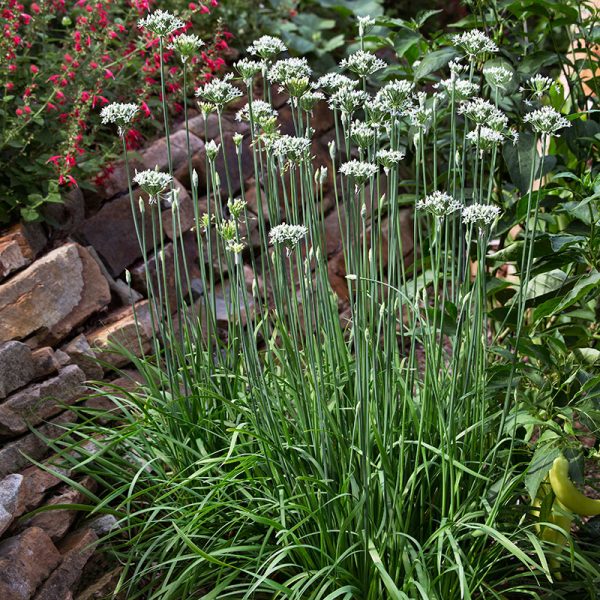 Garlic Chives Transplants