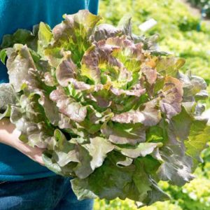 'Magenta' Summer Crisp Lettuce Transplants