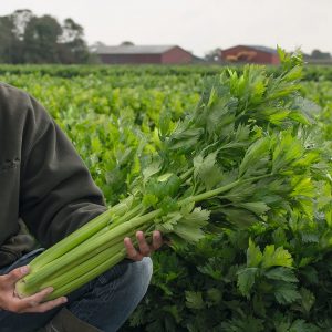 'Merengo' Celery Transplants