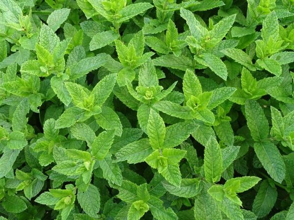Peppermint Transplants