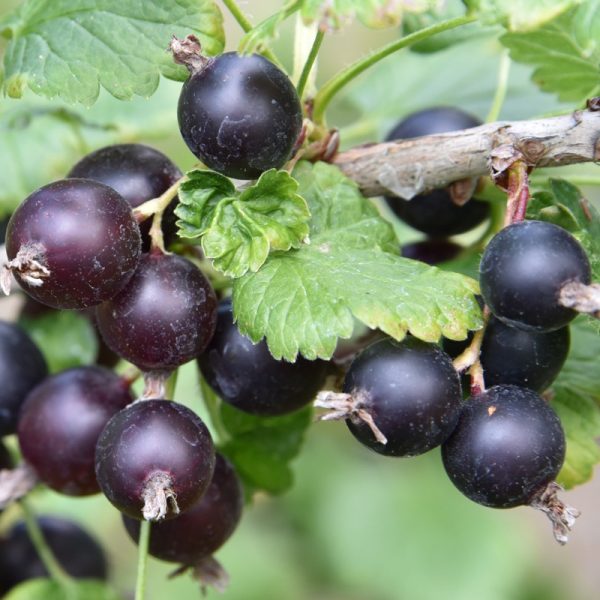 Black Jostaberry