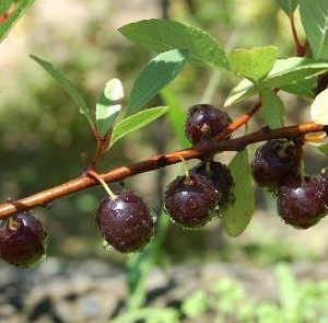 Western Sandcherry