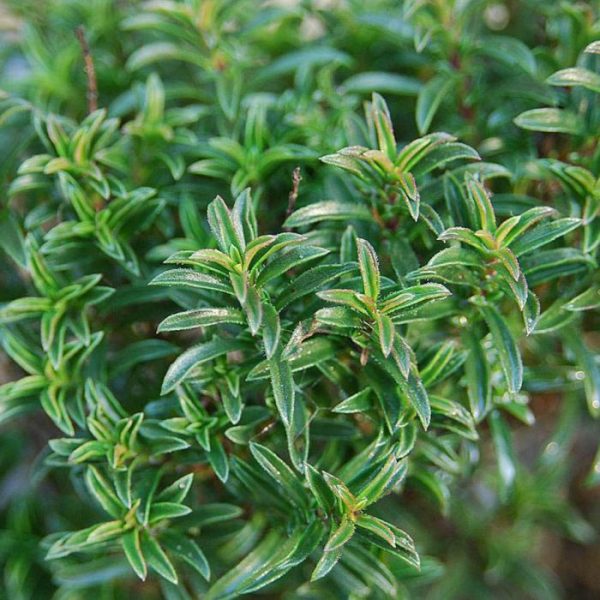 Winter Savory Transplant