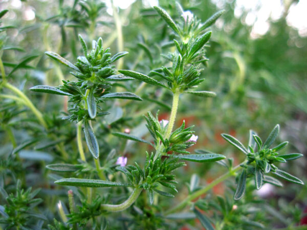 Winter Savory Transplant - Image 2