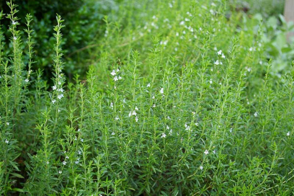 Winter Savory Transplant - Image 3