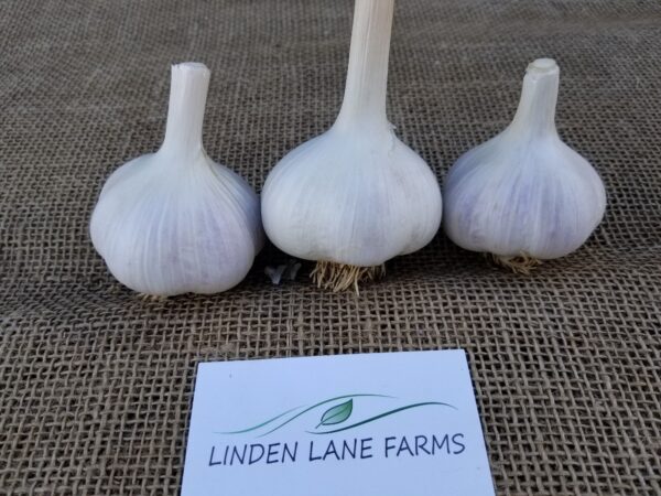 'Georgian Fire' Porcelain Seed Garlic