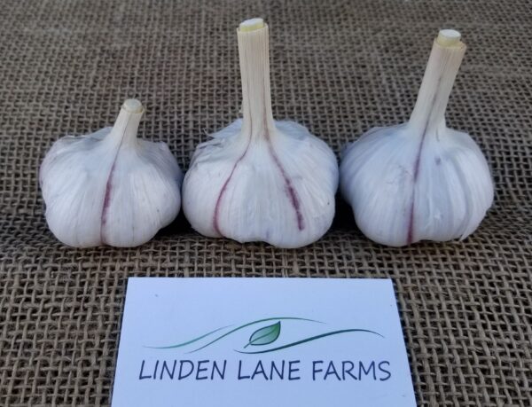 'Tibetan' Seed Garlic