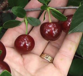'Sweet Thing' Dwarf Sour Cherry