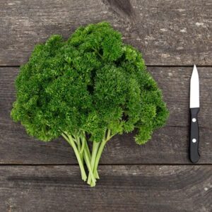 Curly Parsley Transplants
